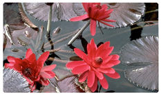DNSEMP-C-026 Water Lily Red